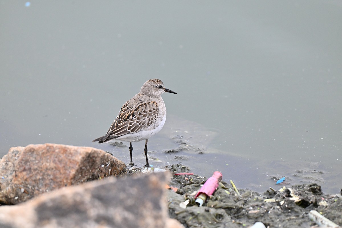White-rumped Sandpiper - ML644425027