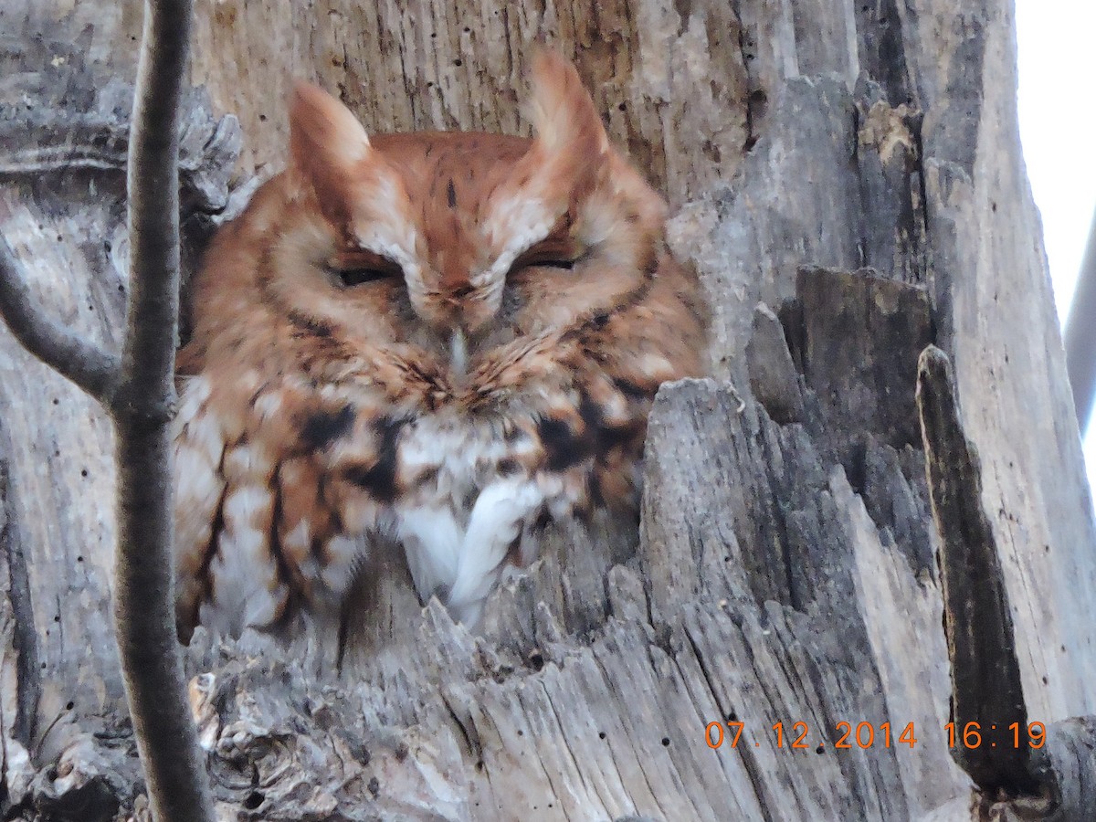 lundugle - ML644425034