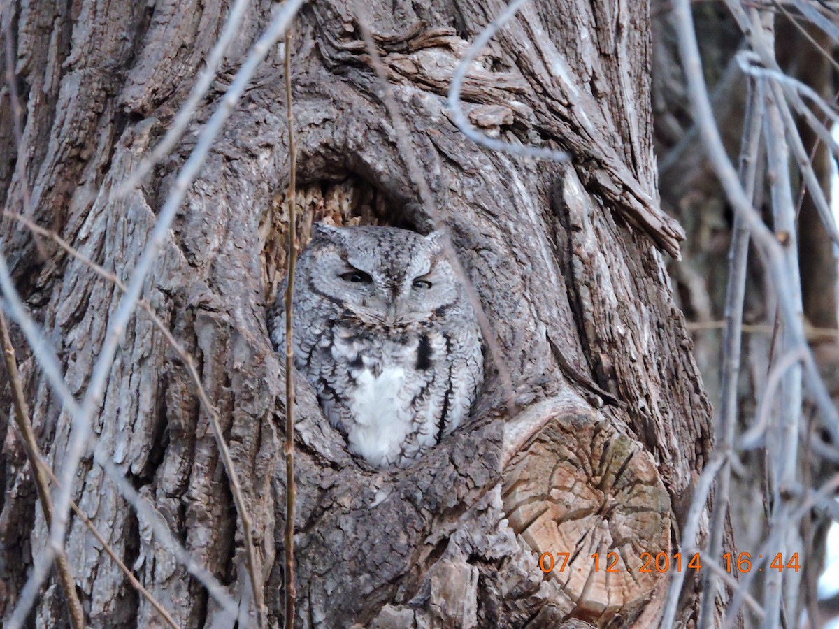 lundugle - ML644425035