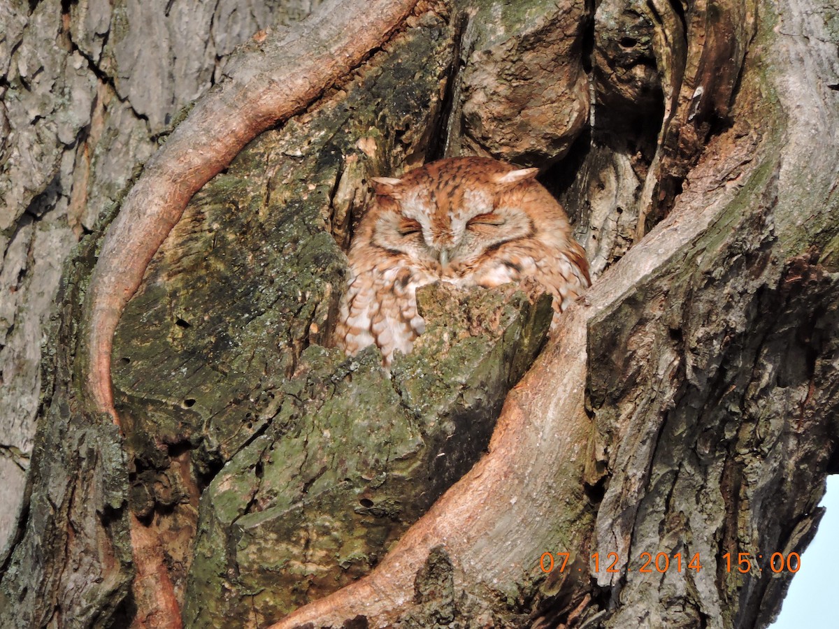 lundugle - ML644425036