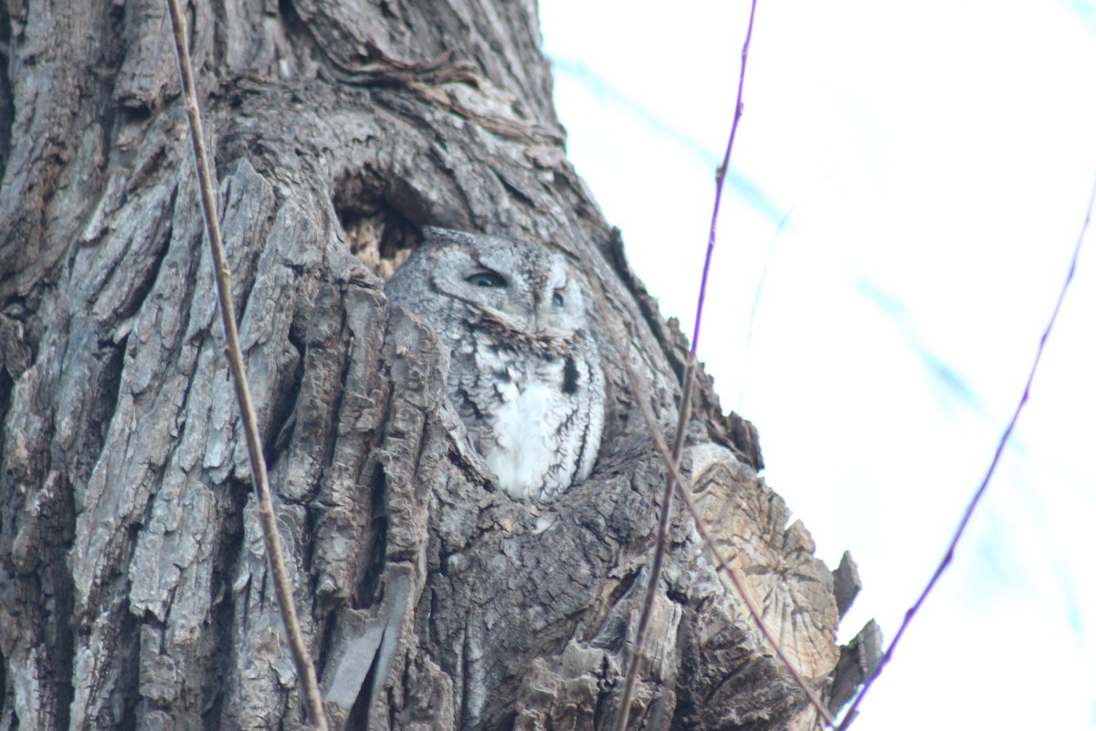 lundugle - ML644425038