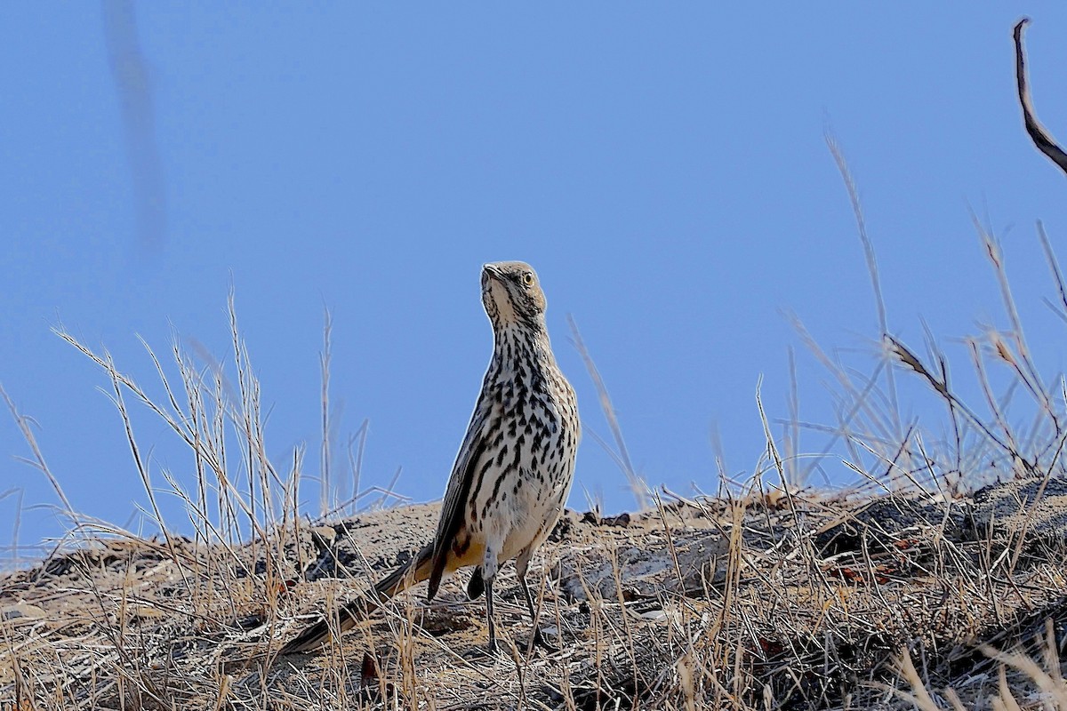Sage Thrasher - ML644425039