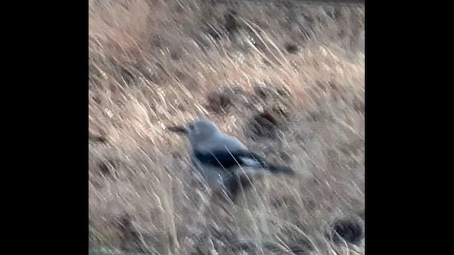 Clark's Nutcracker - ML644425053