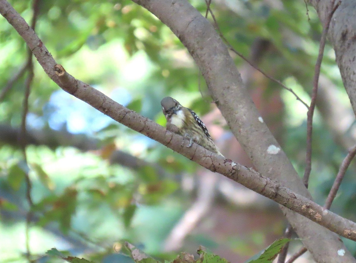 Japanese Pygmy Woodpecker - ML644425055