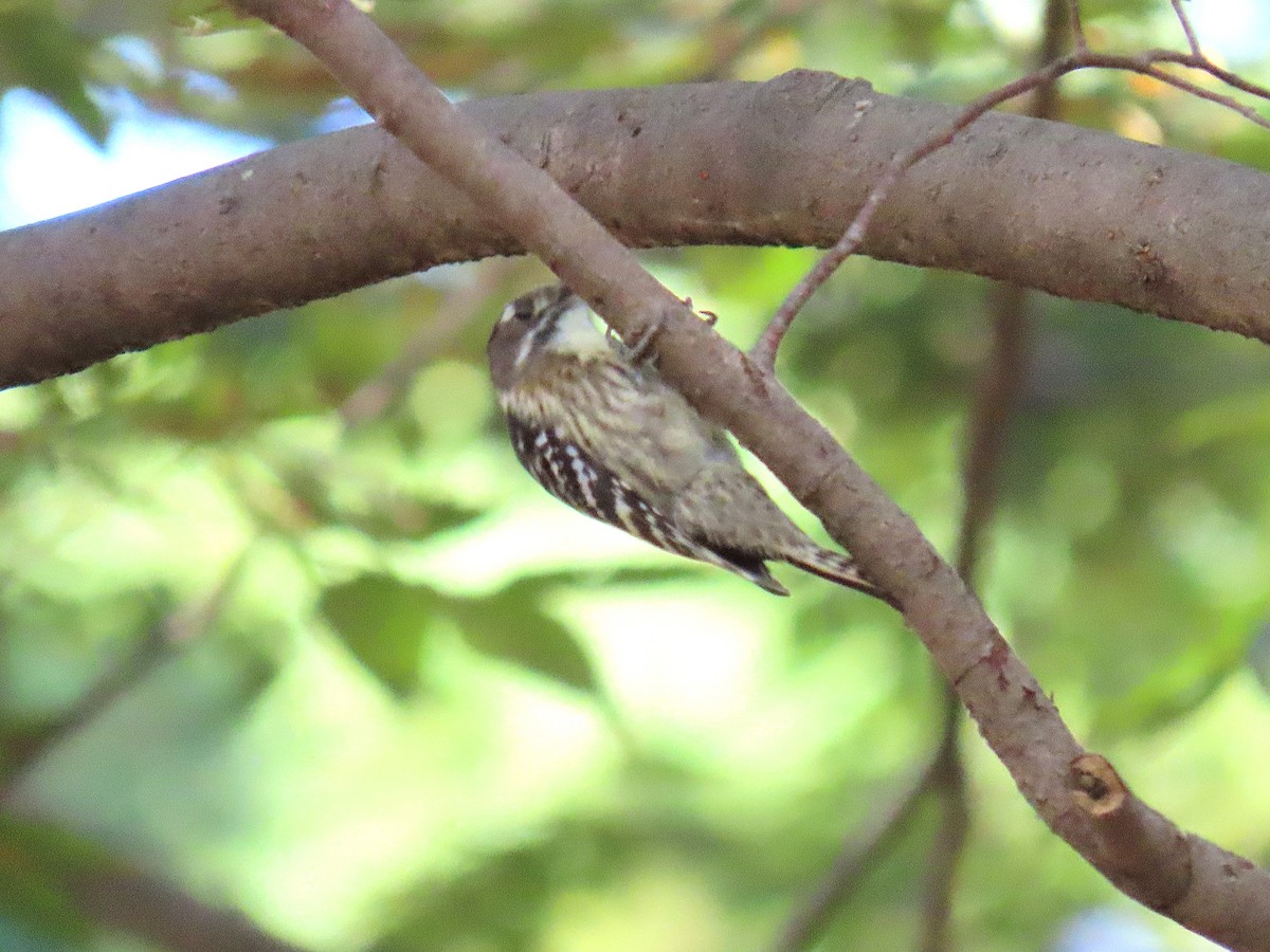 Japanese Pygmy Woodpecker - ML644425056