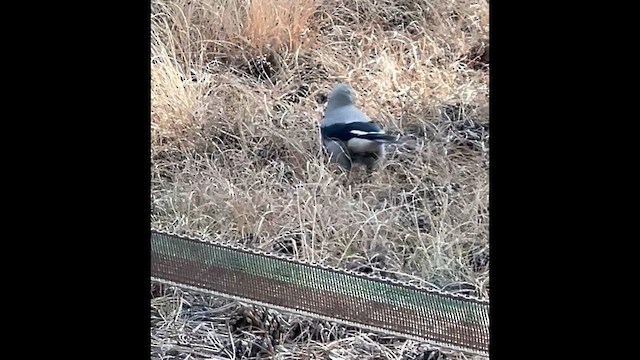 Clark's Nutcracker - ML644425058