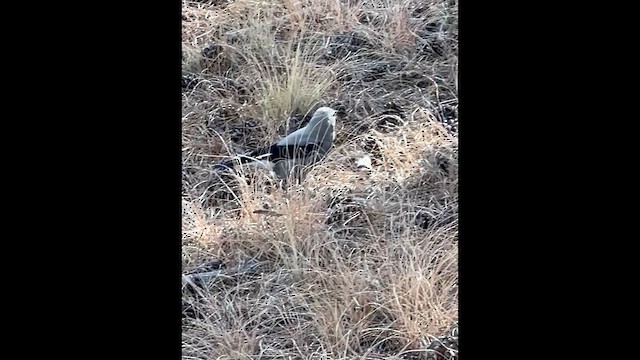 Clark's Nutcracker - ML644425060