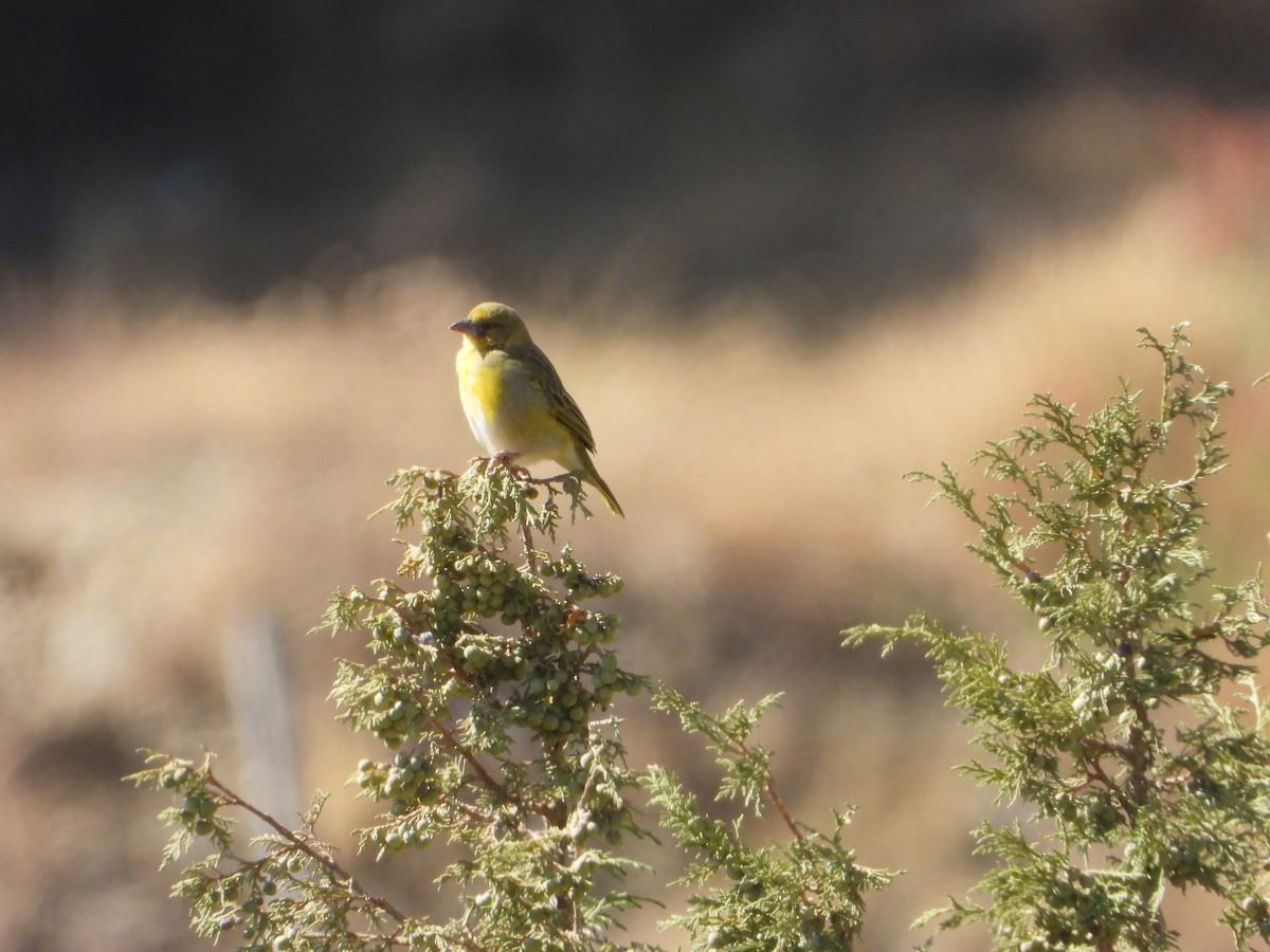 Rüppell's Weaver - ML644425064