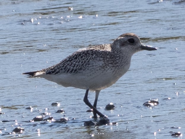 灰斑鴴 - ML644425070