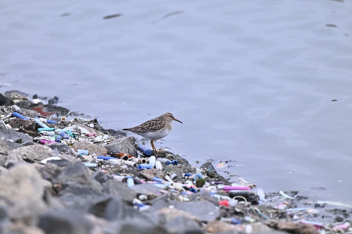 Pectoral Sandpiper - ML644425072