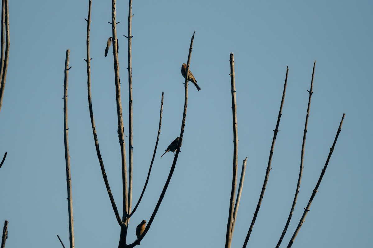 House Finch - ML644425103