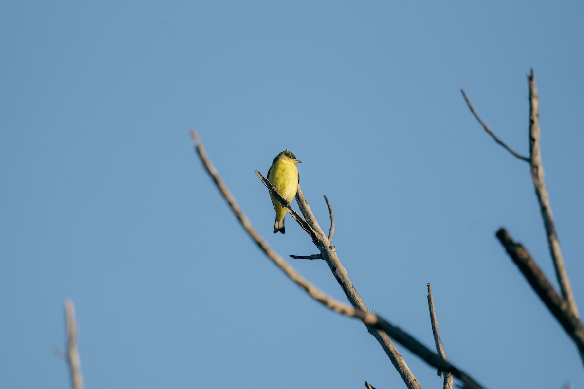 Lesser Goldfinch - ML644425111