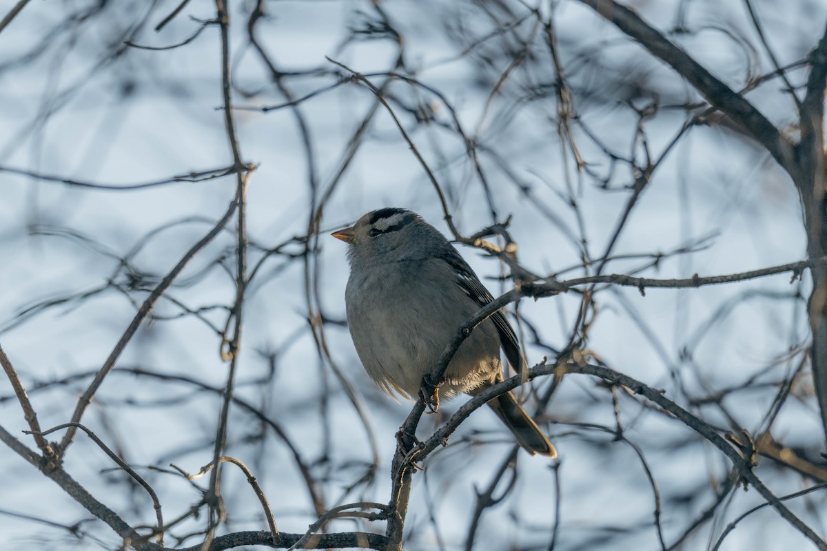 White-crowned Sparrow - ML644425123