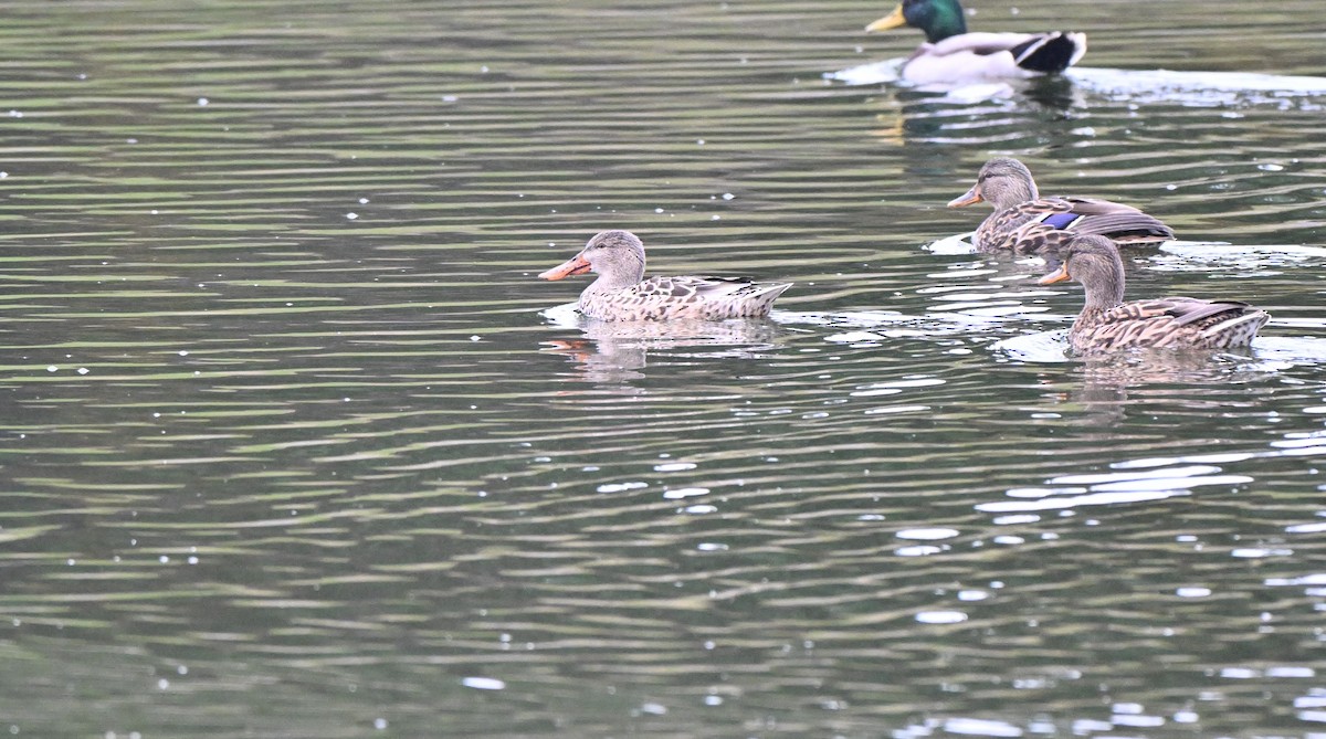 Northern Shoveler - ML644425126