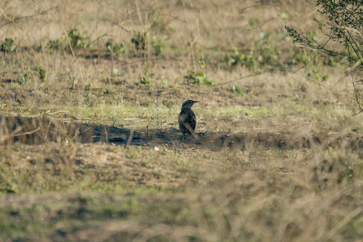 Western Meadowlark - ML644425129