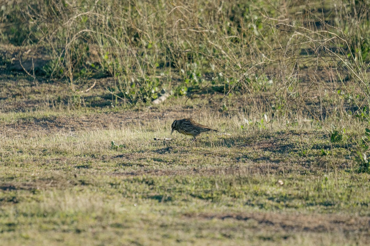 Western Meadowlark - ML644425130