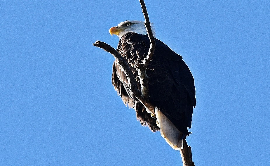 עיטם לבן-ראש - ML644425132
