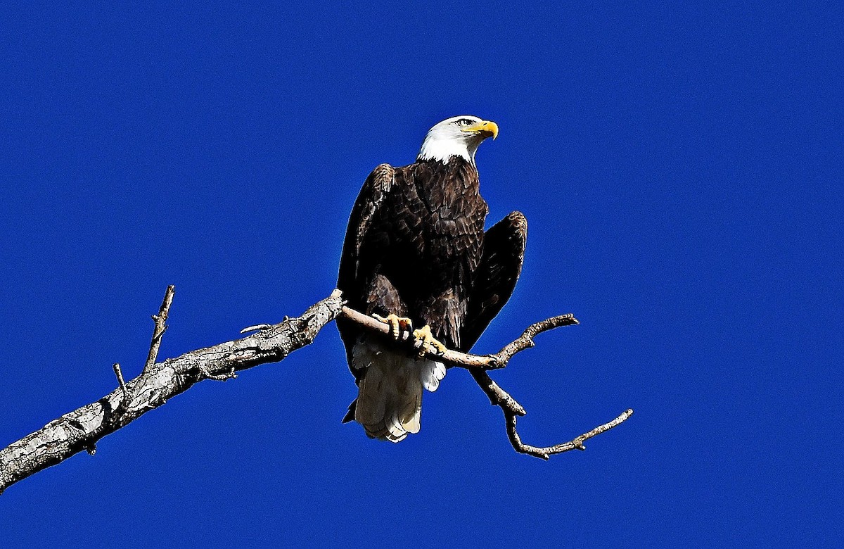 עיטם לבן-ראש - ML644425133