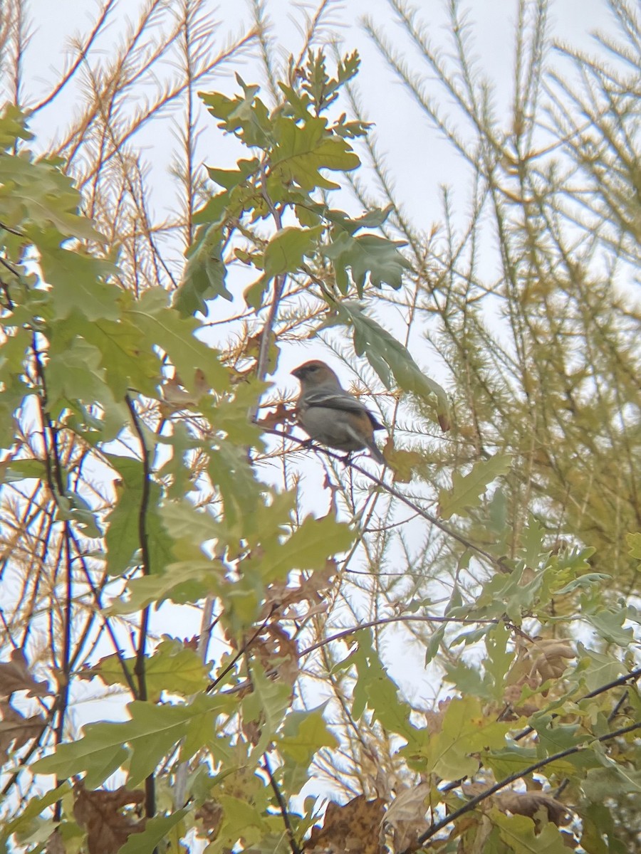 Pine Grosbeak - ML644425135