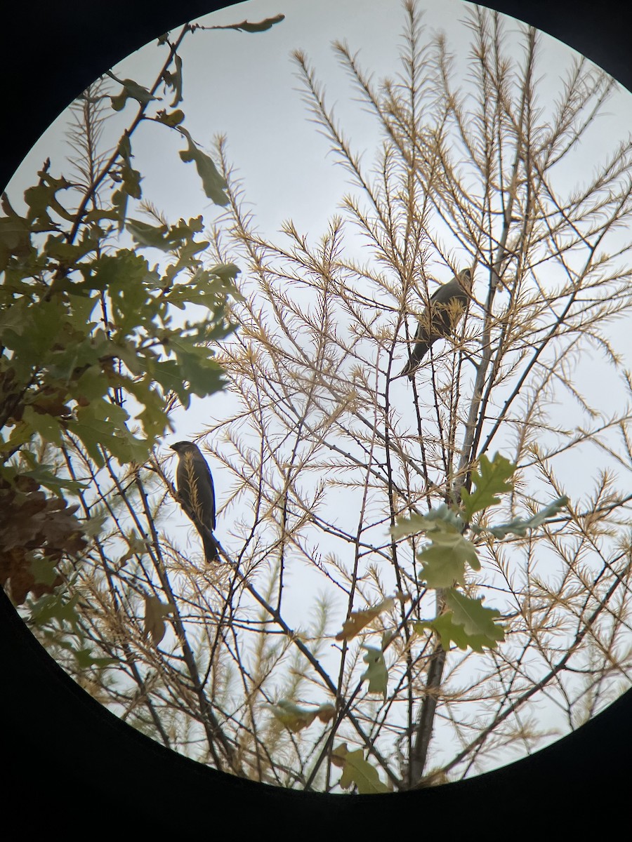 Pine Grosbeak - ML644425136