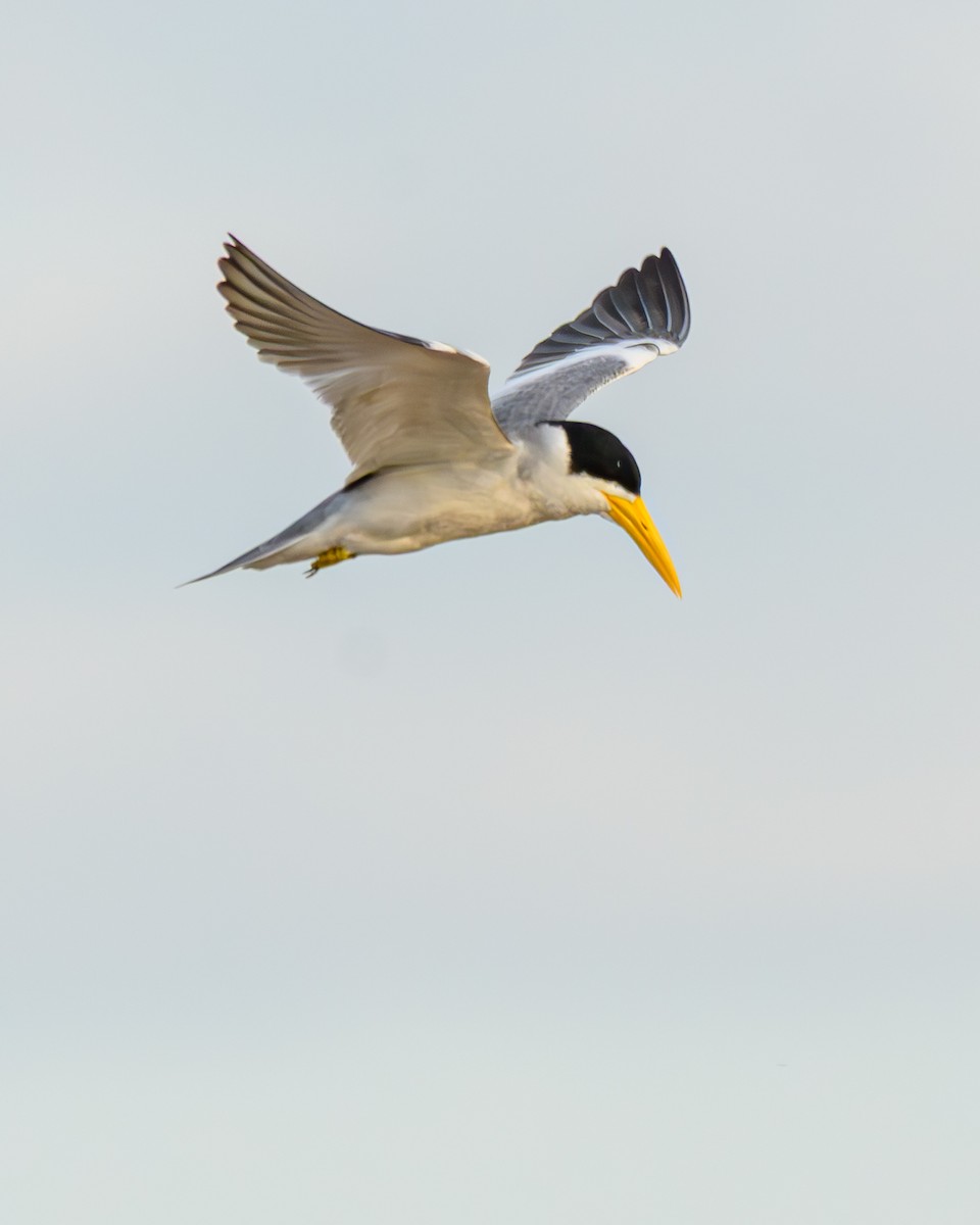 Крячок великодзьобий - ML644425137