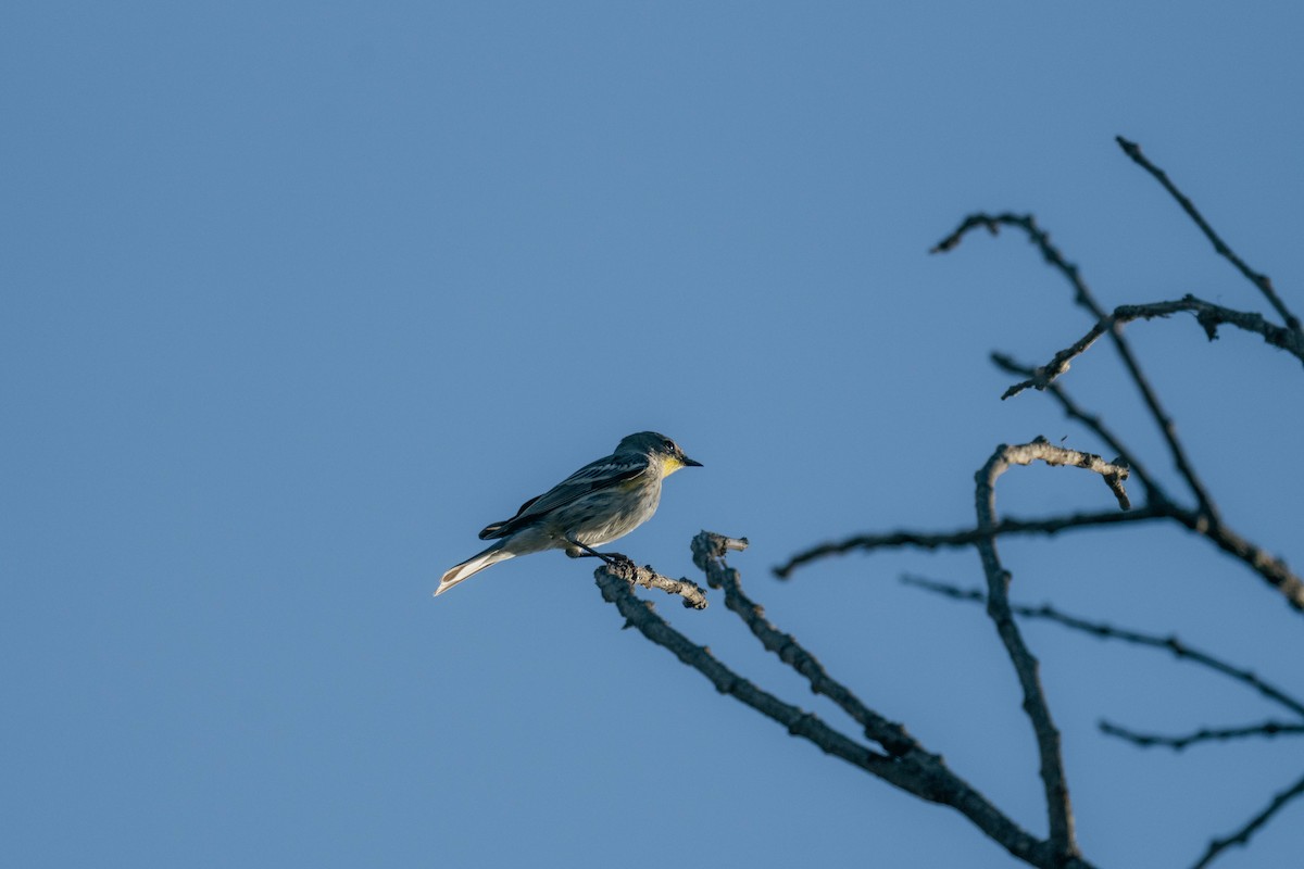 Yellow-rumped Warbler - ML644425138