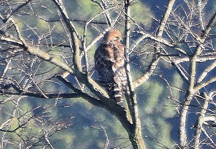 Red-shouldered Hawk - ML644425139