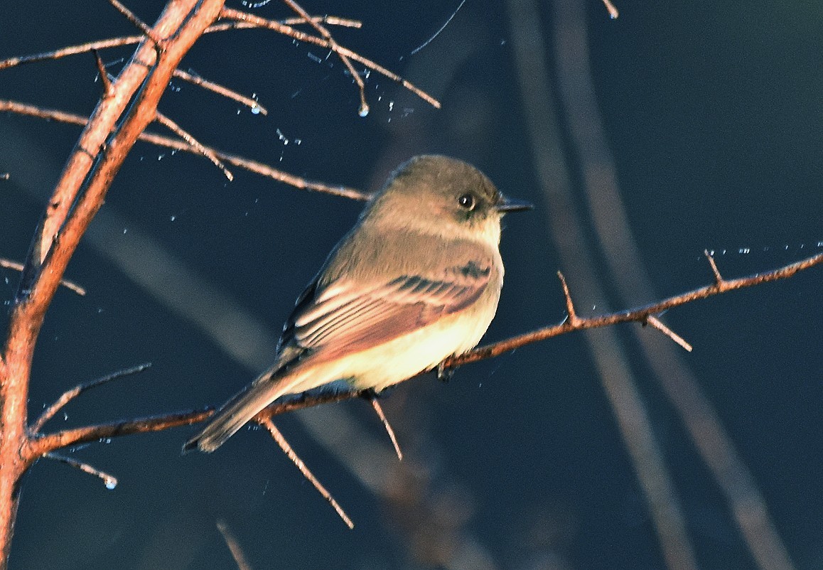 פיבי מזרחית - ML644425146