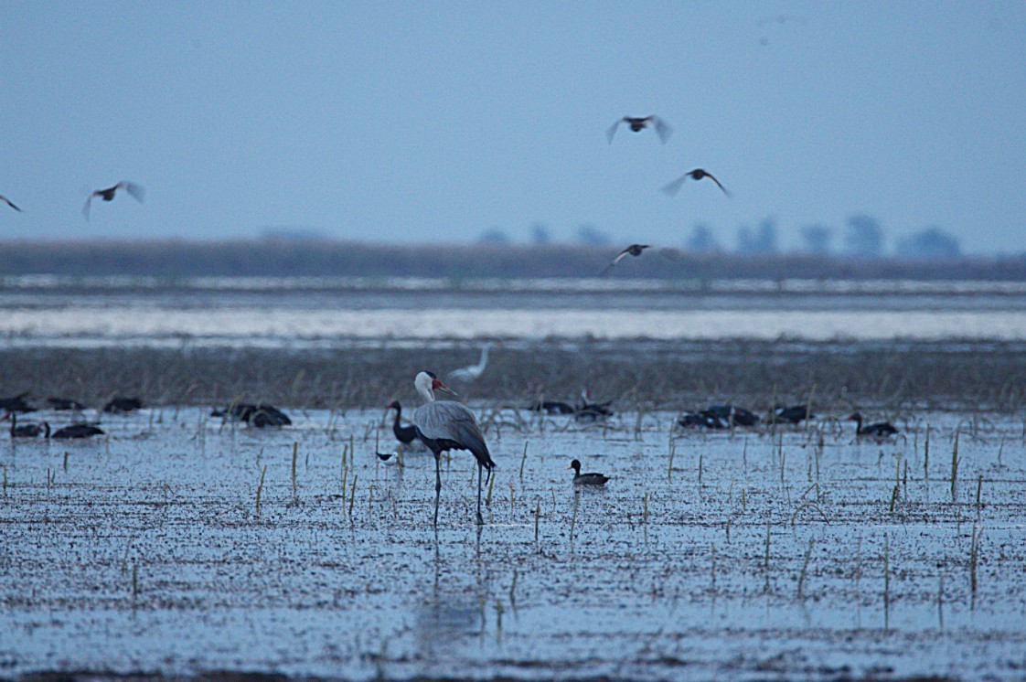 ホオカザリヅル - ML644425147