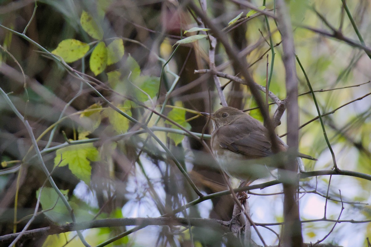 Hermit Thrush - ML644425169
