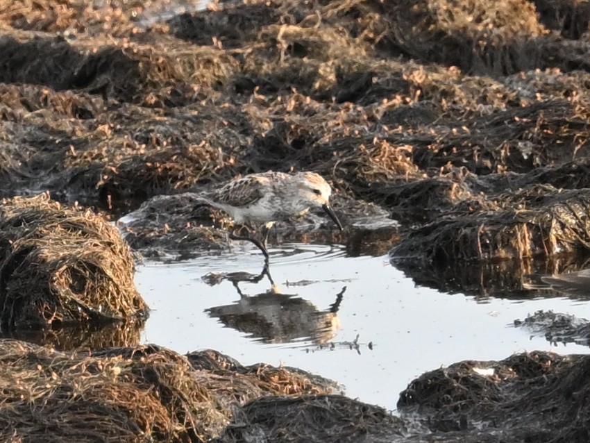 Western Sandpiper - ML644425187