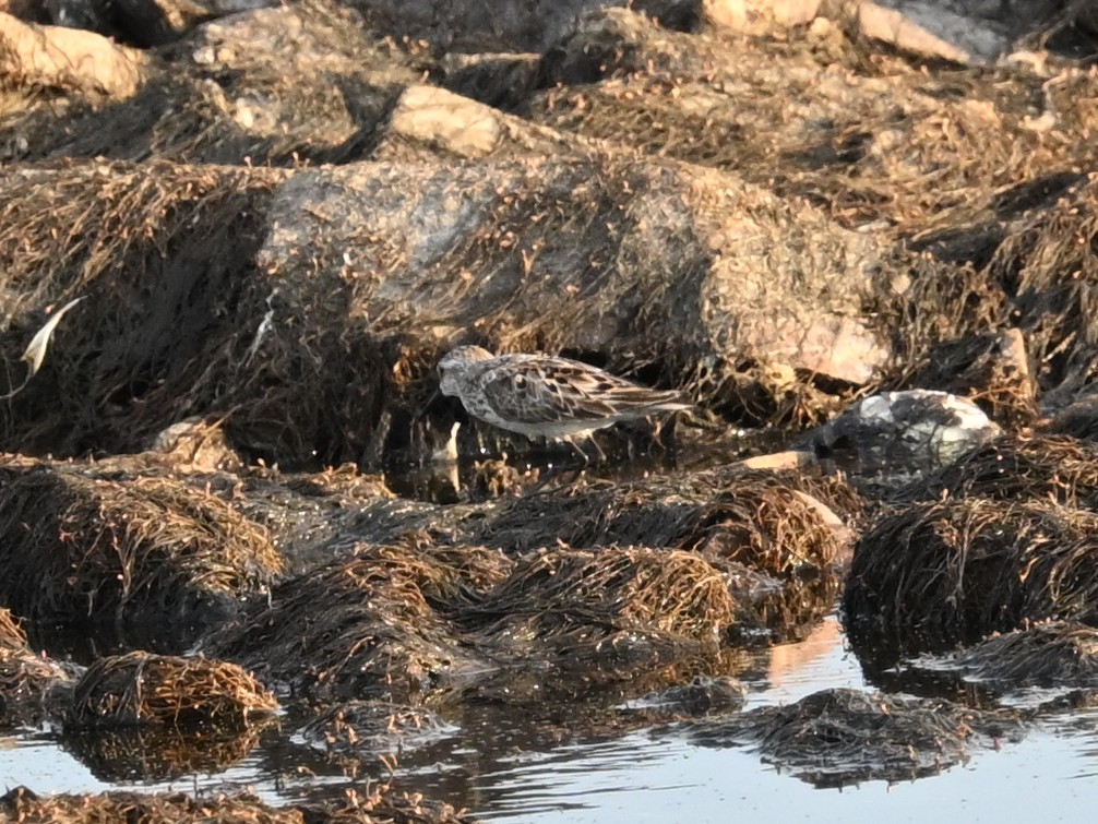 Western Sandpiper - ML644425192