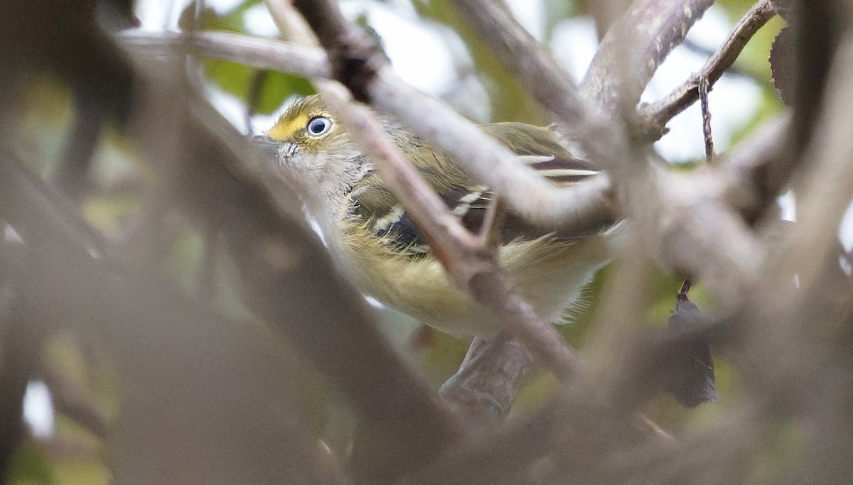 Белоглазый виреон - ML644425201