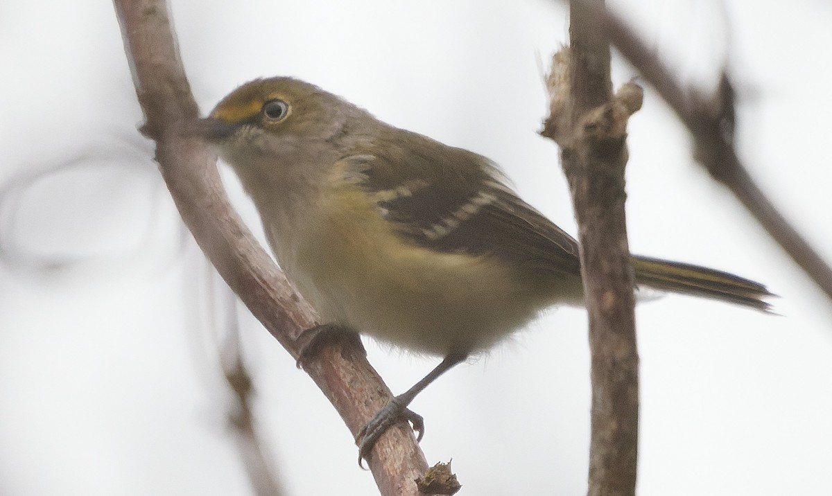 Белоглазый виреон - ML644425202