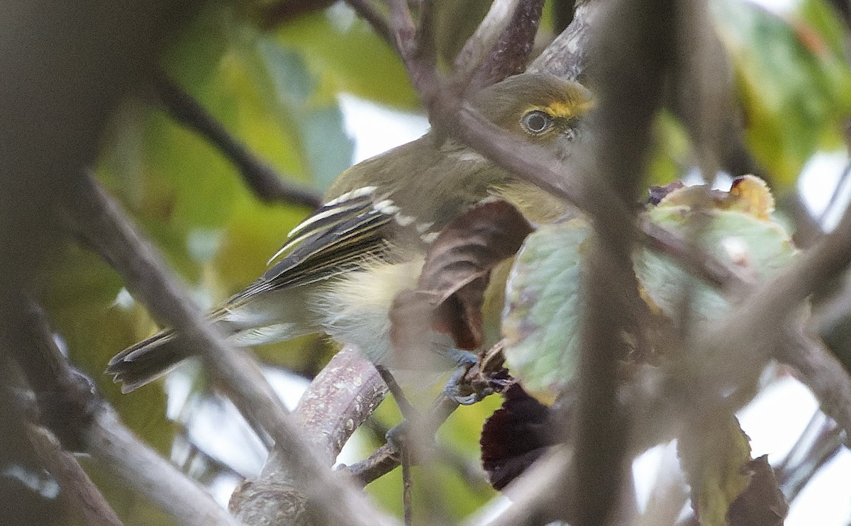 Белоглазый виреон - ML644425203