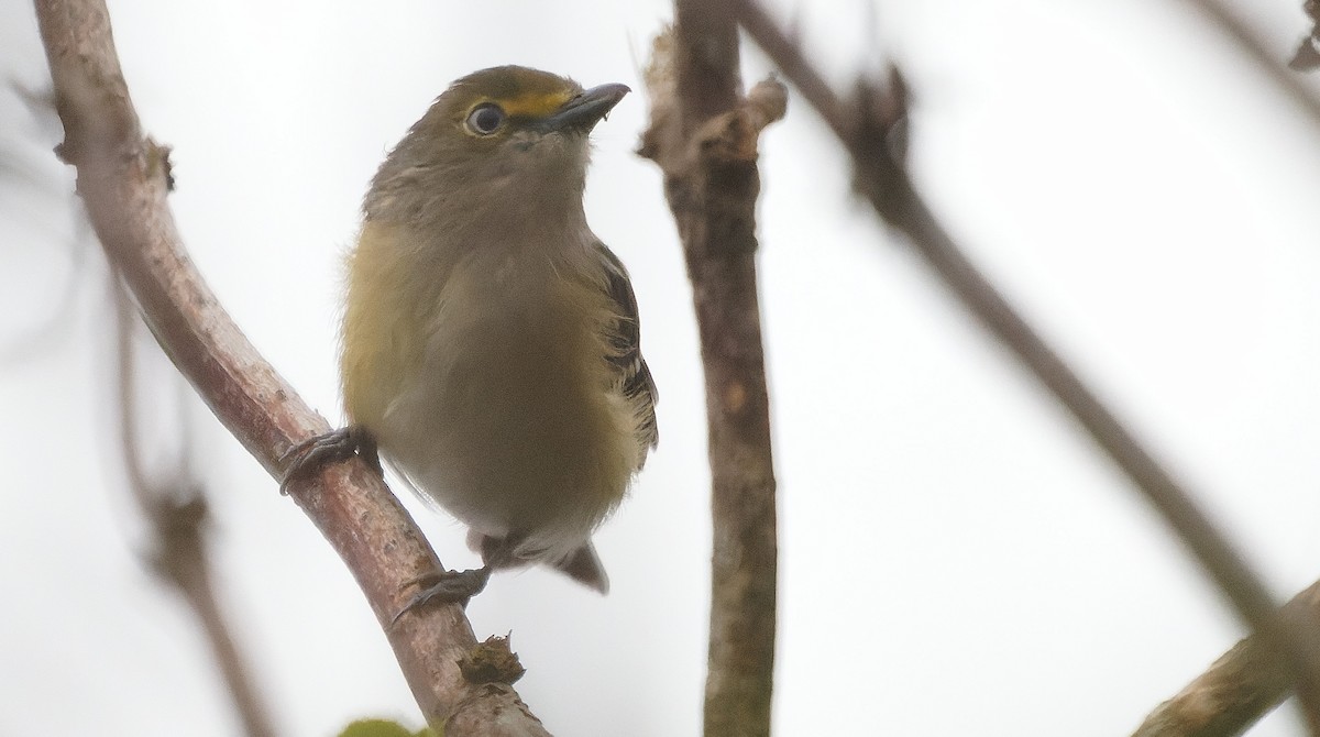 Белоглазый виреон - ML644425204