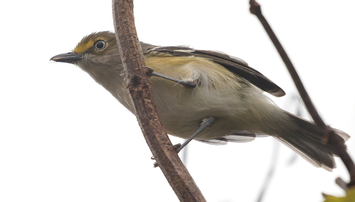 Белоглазый виреон - ML644425205