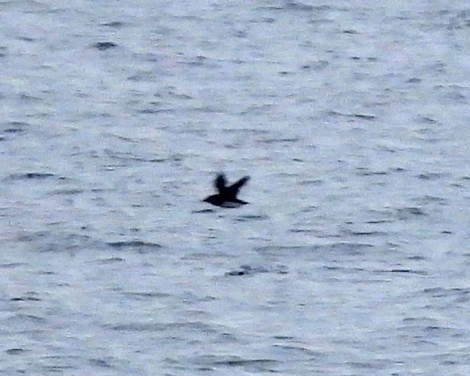 neshornlunde - ML644425209