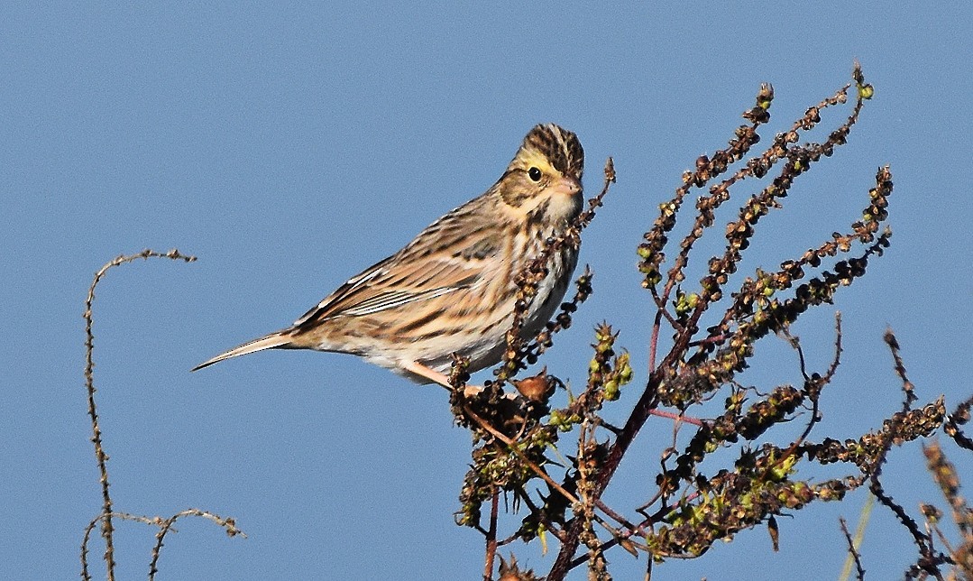 גיבתונית ערבות - ML644425217