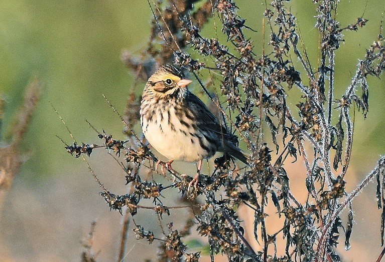 גיבתונית ערבות - ML644425218