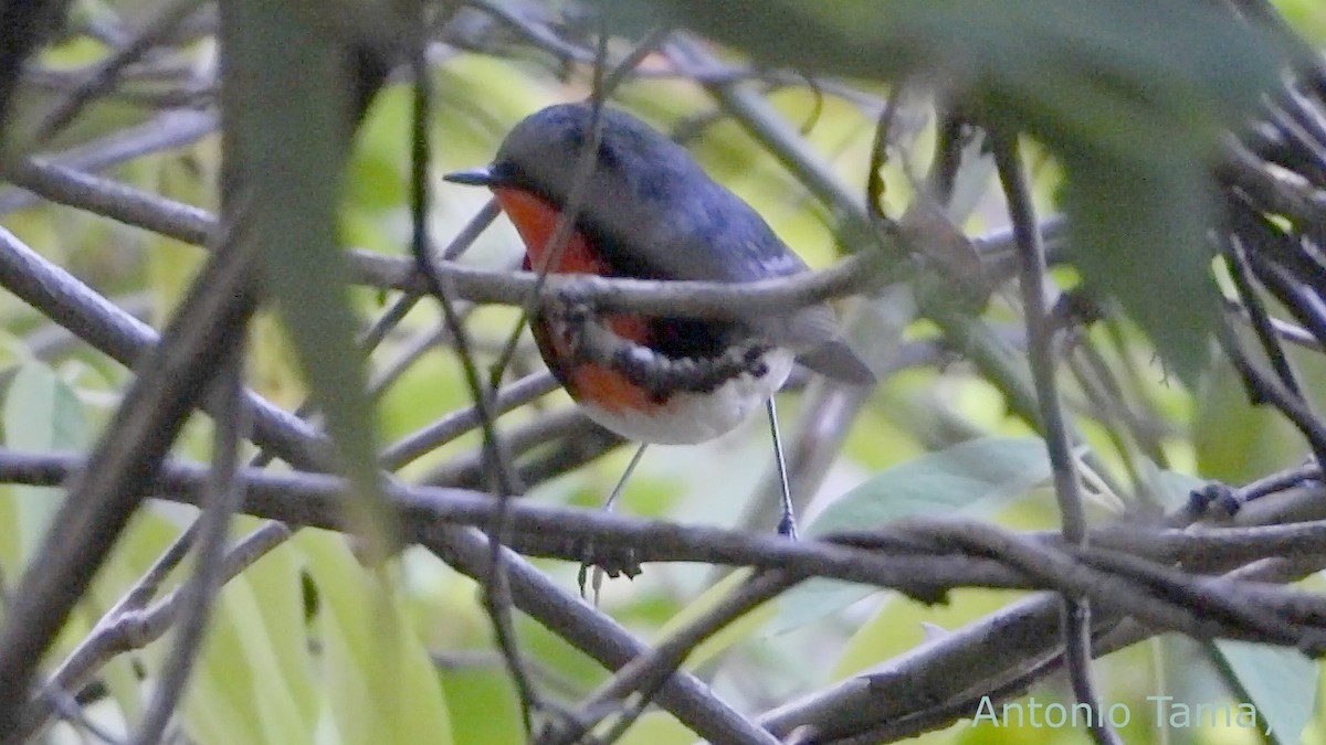 Firethroat - ML644425222