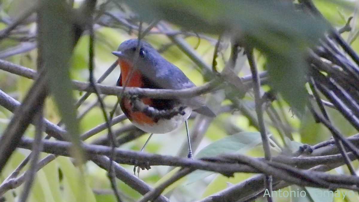 Firethroat - ML644425223