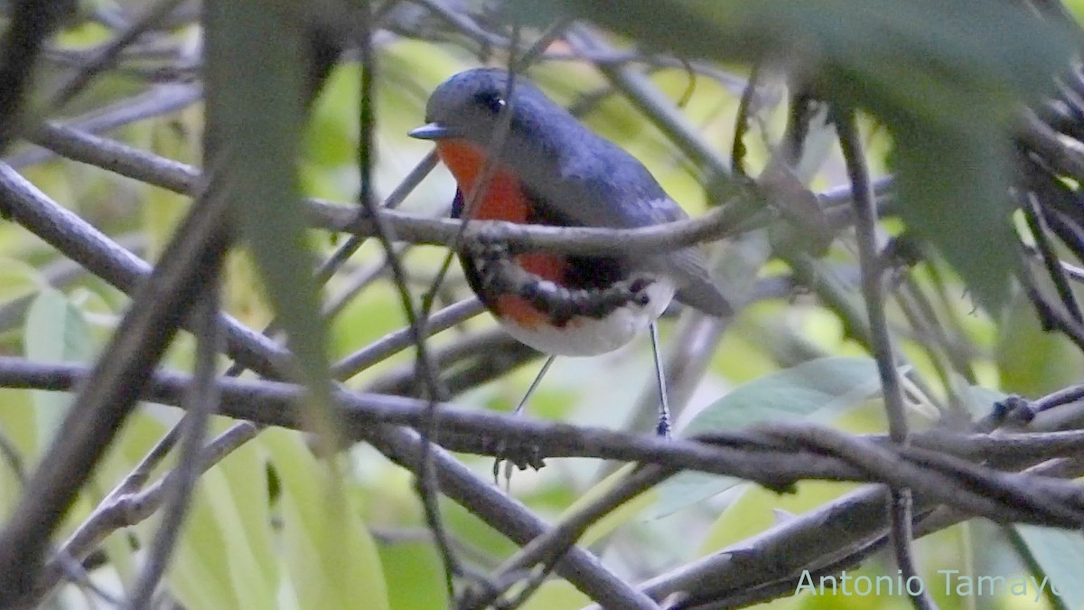 Firethroat - ML644425225