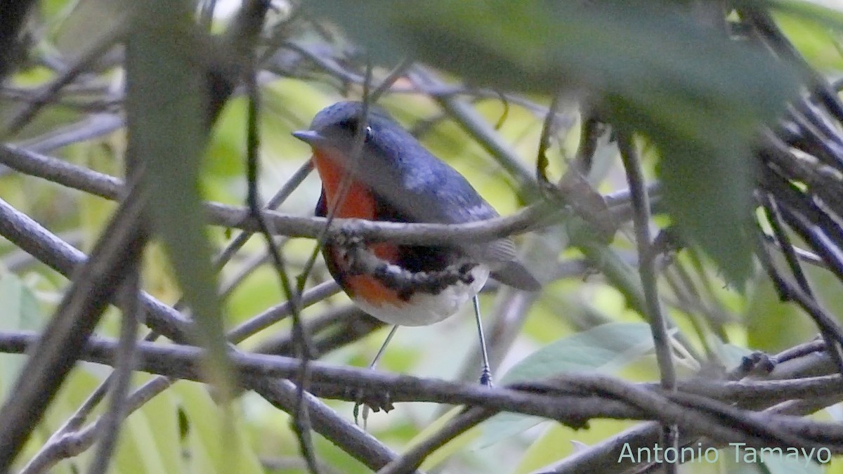 Firethroat - ML644425226