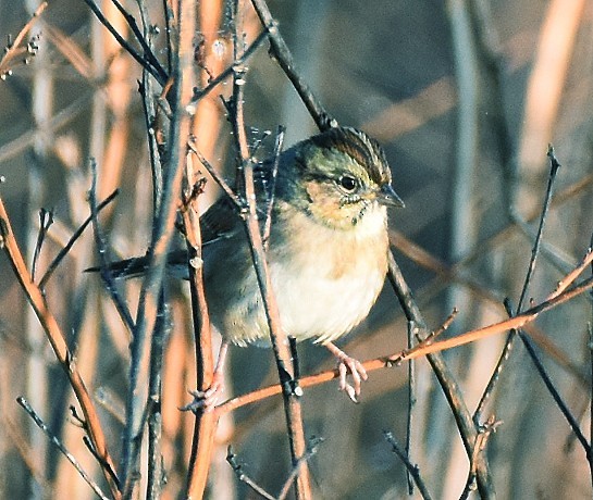 Swamp Sparrow - ML644425229