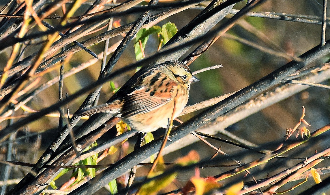 Swamp Sparrow - ML644425230