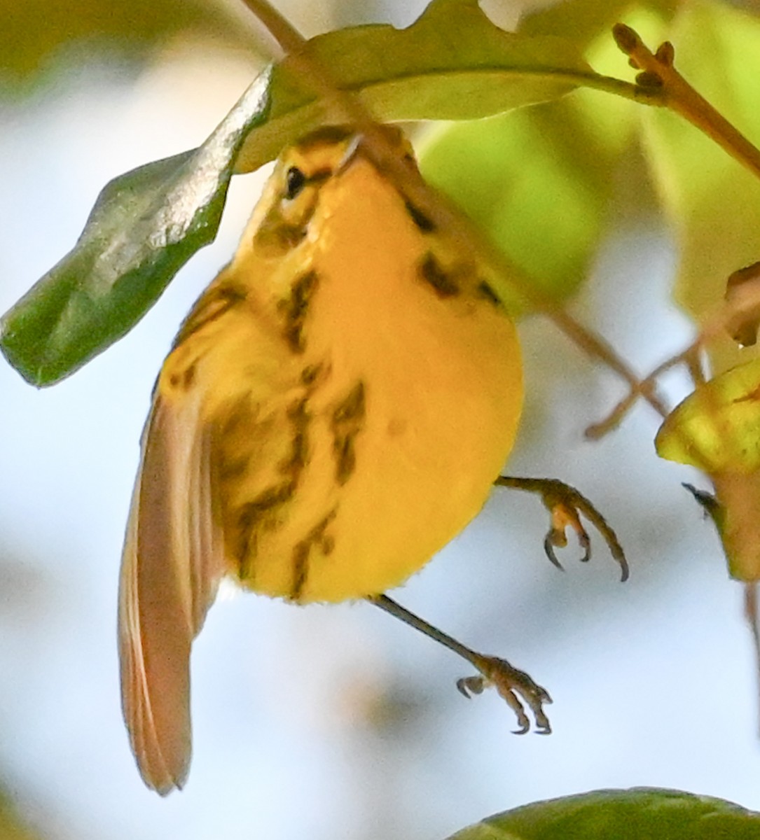 Paruline des prés - ML644425236