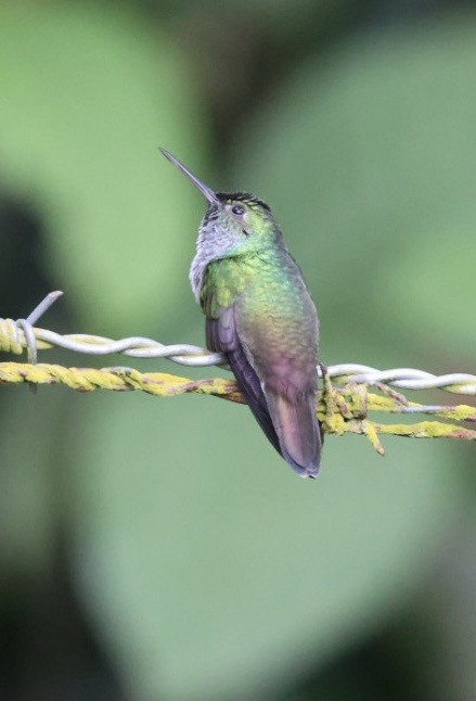 エメラルドハチドリ - ML644425261