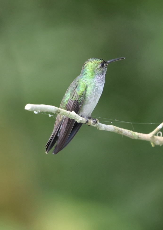 エメラルドハチドリ - ML644425264