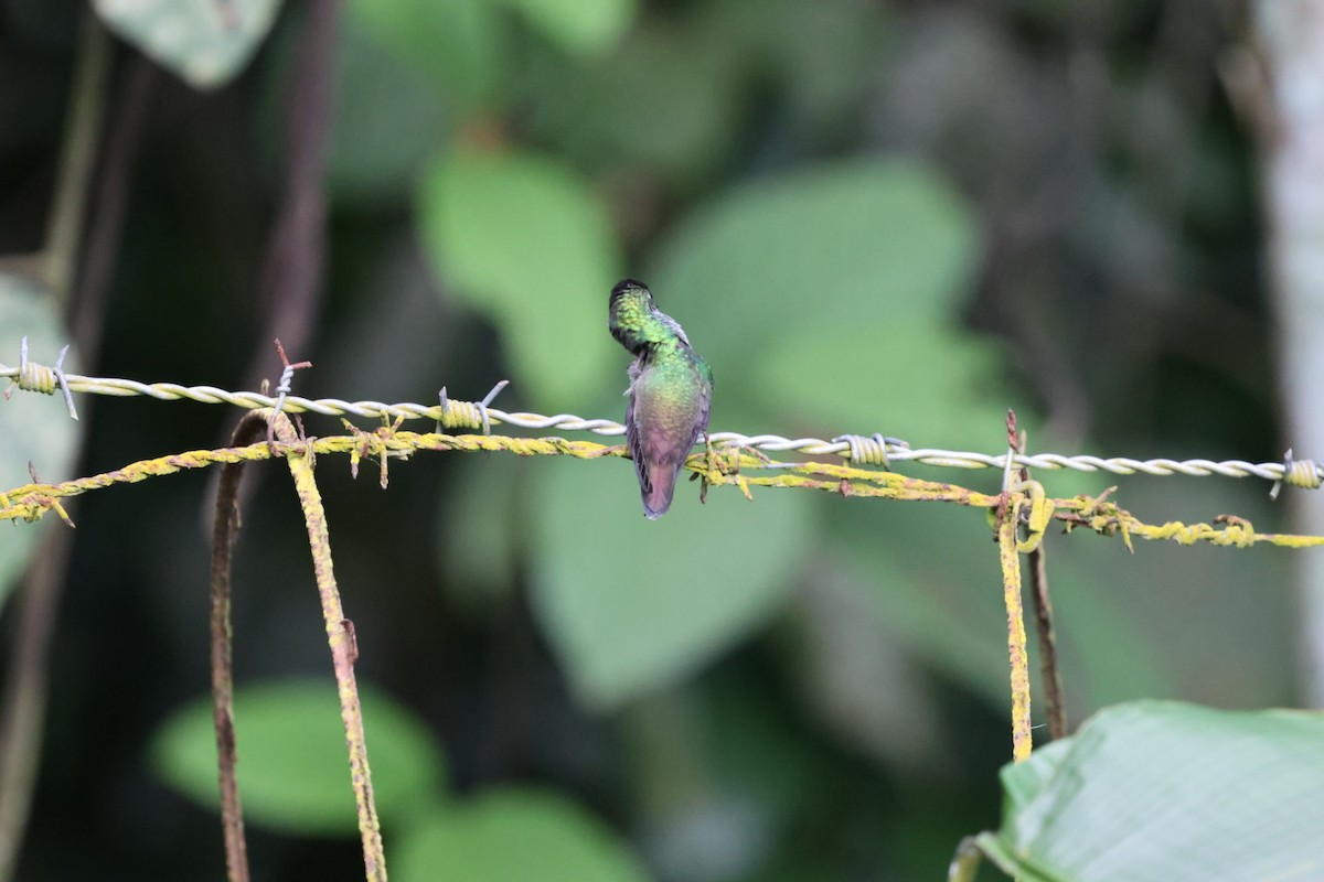 エメラルドハチドリ - ML644425265